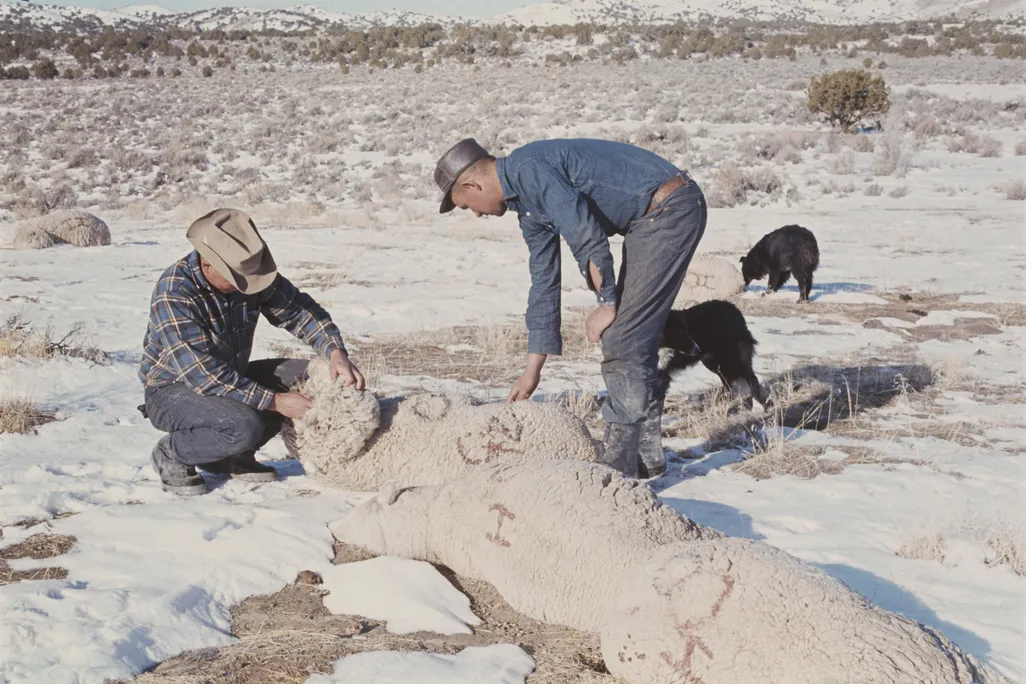 Dugway Sheep Incident