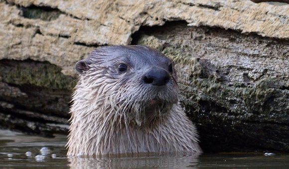 Lontra canadensis, the North American river otter. (Credit: Matthew Fryer)