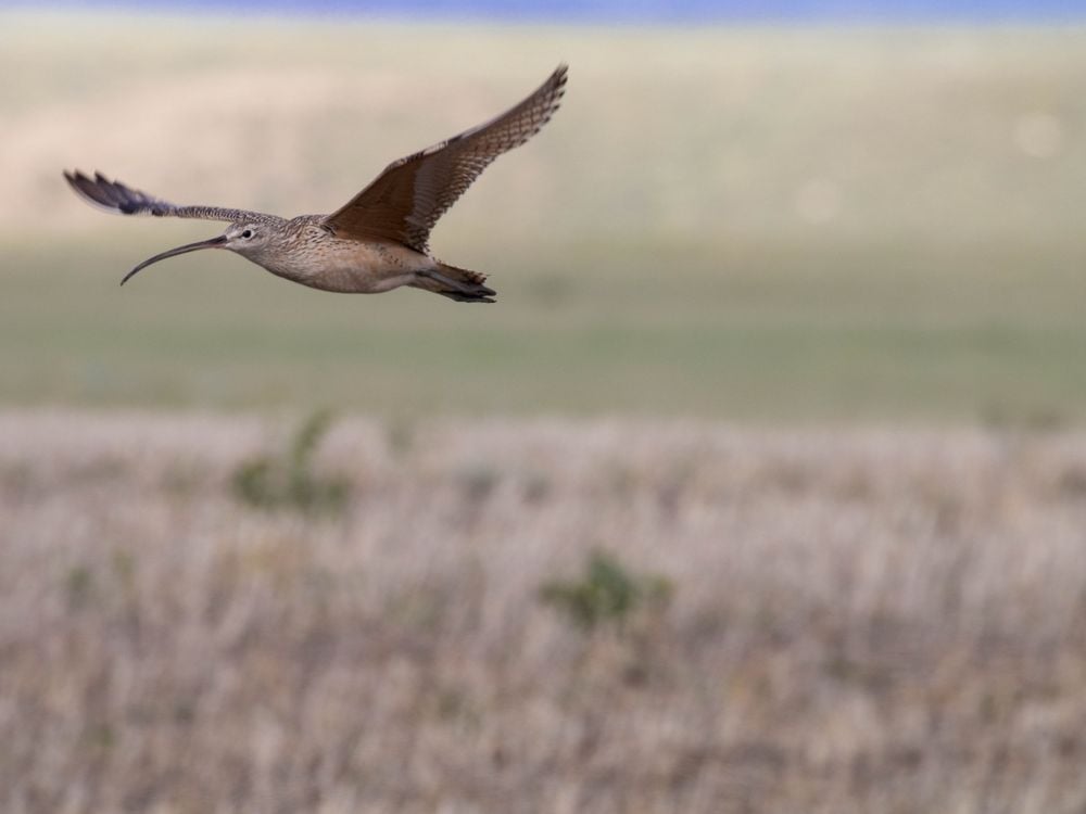 Long-billed curlews are the largest shorebirds in North America, but they are only found along coasts during the winter. They spend their summers breeding in the grasslands of Montana.