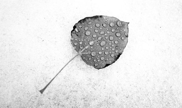 Drops of rain on a leaf in the snow thumbnail