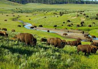 Yellowstone and the Tetons description