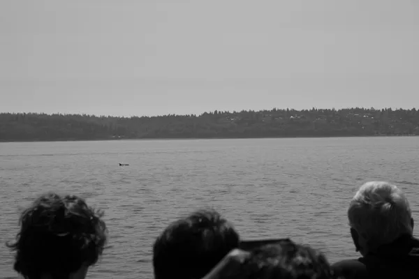 Whale Watchers thumbnail