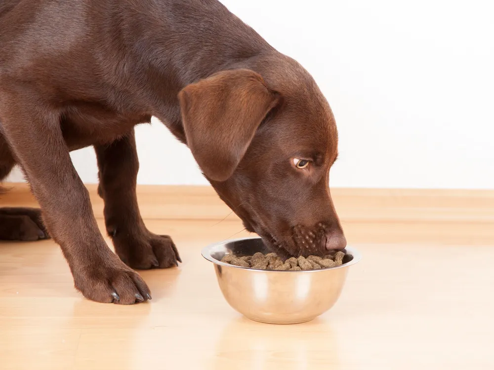 A chocolate lab eats food from a silver bowl on wood flooring