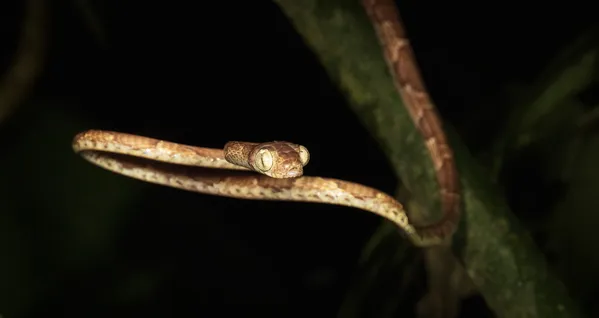 Barred Forest Racer, Costa Rica thumbnail