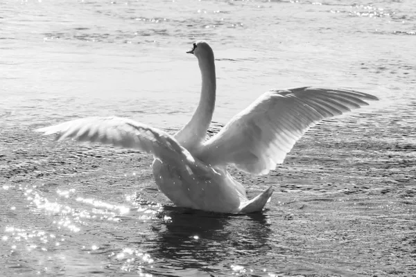 swan thumbnail
