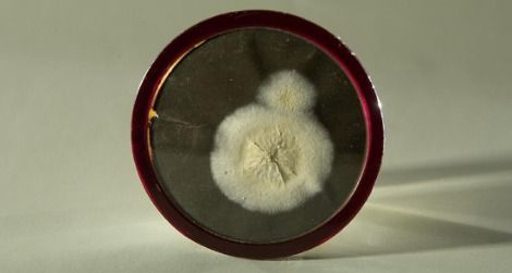 The original penicillin mold