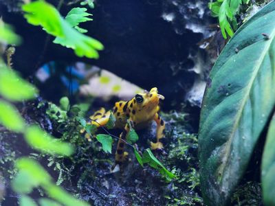 Panamanian golden frog standing among dirt and leaves