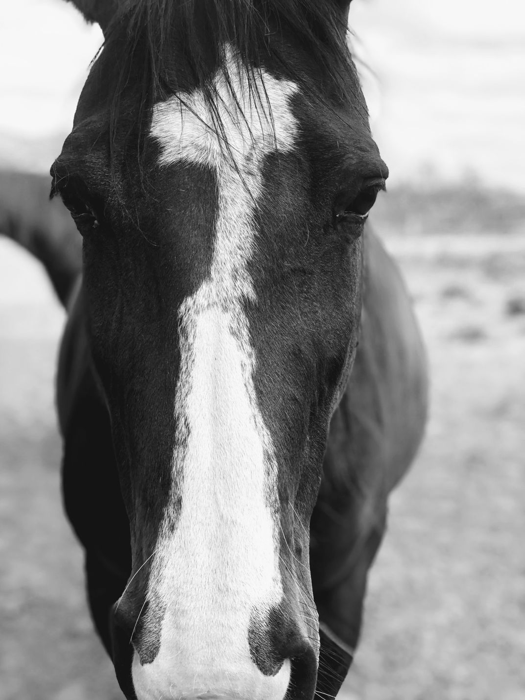 A horse with no name Smithsonian Photo Contest Smithsonian Magazine