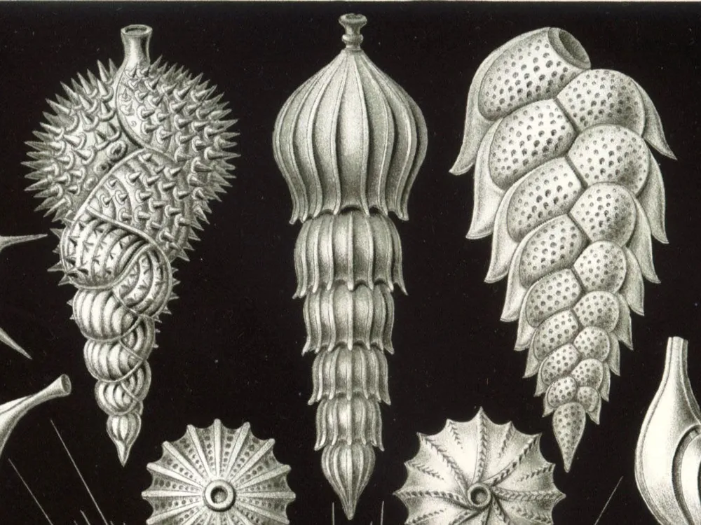 Foraminifera from Ernst Haeckel's Kunstformen der Natur. (Ernst Haeckel) 