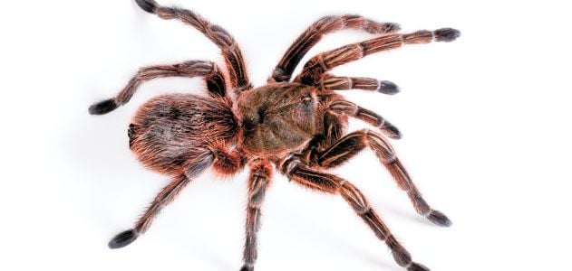 tarantula