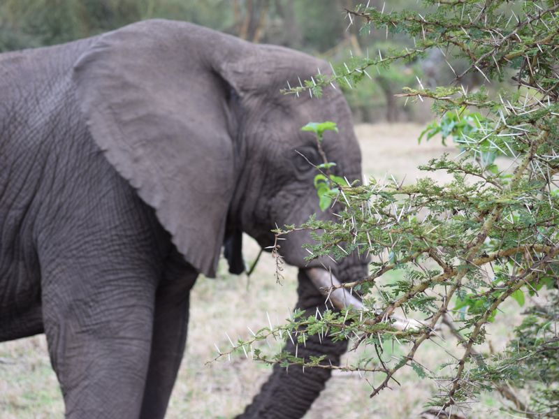 the bashful elephant