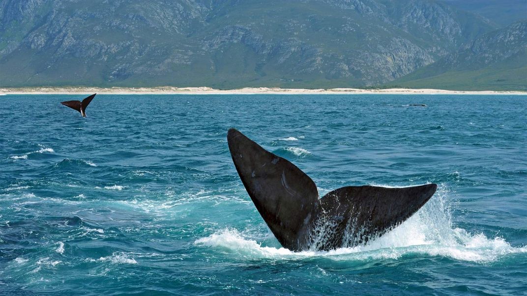Southern right whales off the coast of Hermanus