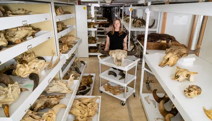 Meet the Scientist Analyzing Historic Bison DNA to Understand How the Species Rebounded From the Edge of Extinction