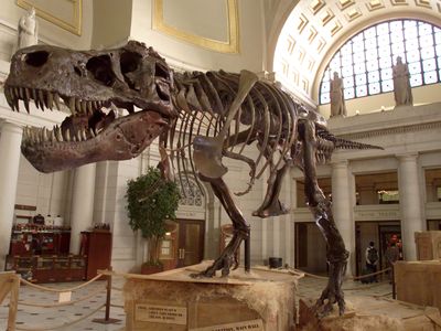 Authors of the new study say SUE the T. rex is actually a T. imperator,&nbsp;or&nbsp;tyrant lizard emperor.&nbsp;