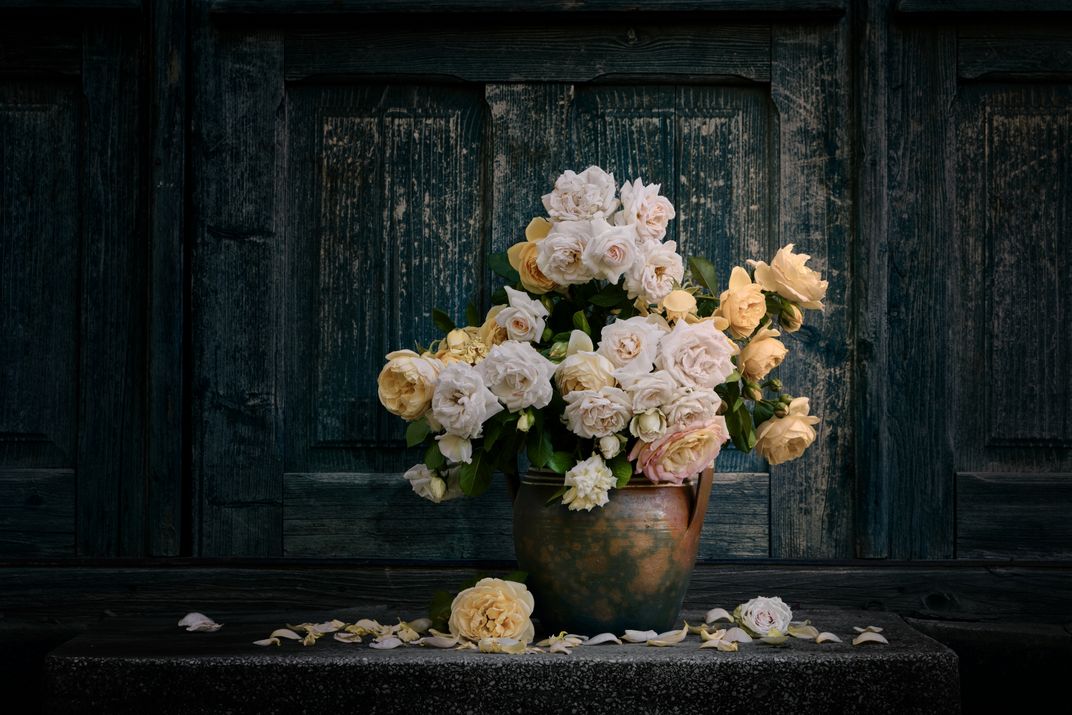 Roses in a clay pot Smithsonian Photo Contest Smithsonian Magazine