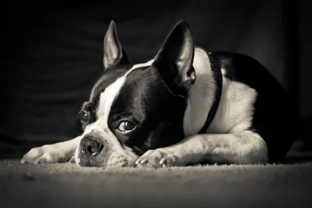 Boston terriers are said to be affectionate with human family members, good with children and playful.
