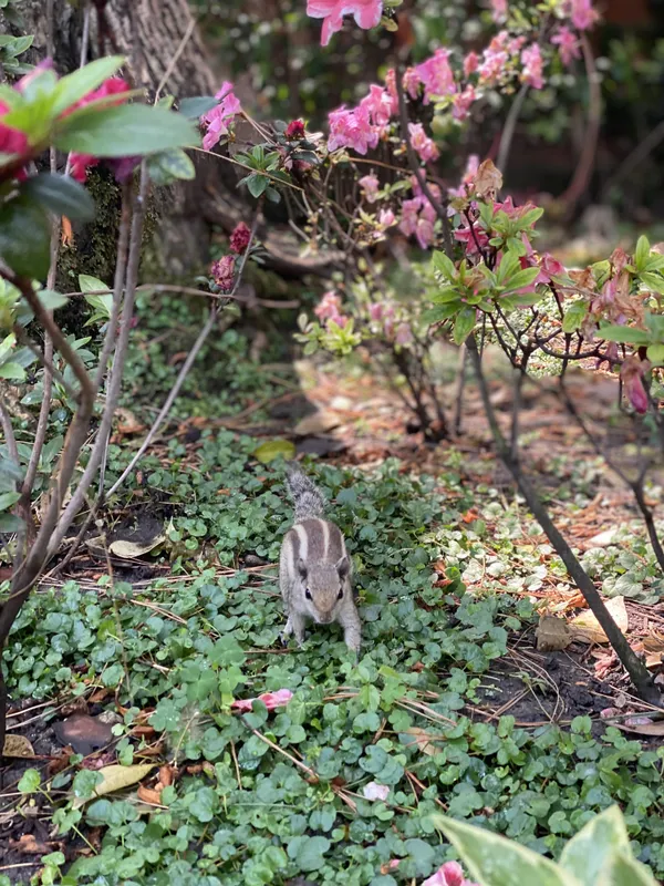 The Garden's Secret Keeper thumbnail