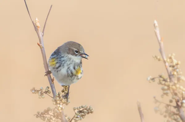 Shades of Brown: Yellow-rumped Warbler and Poison Ivy thumbnail