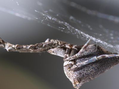 The garden center spider combs and pulls on its silk to create electricostatically-charged threads