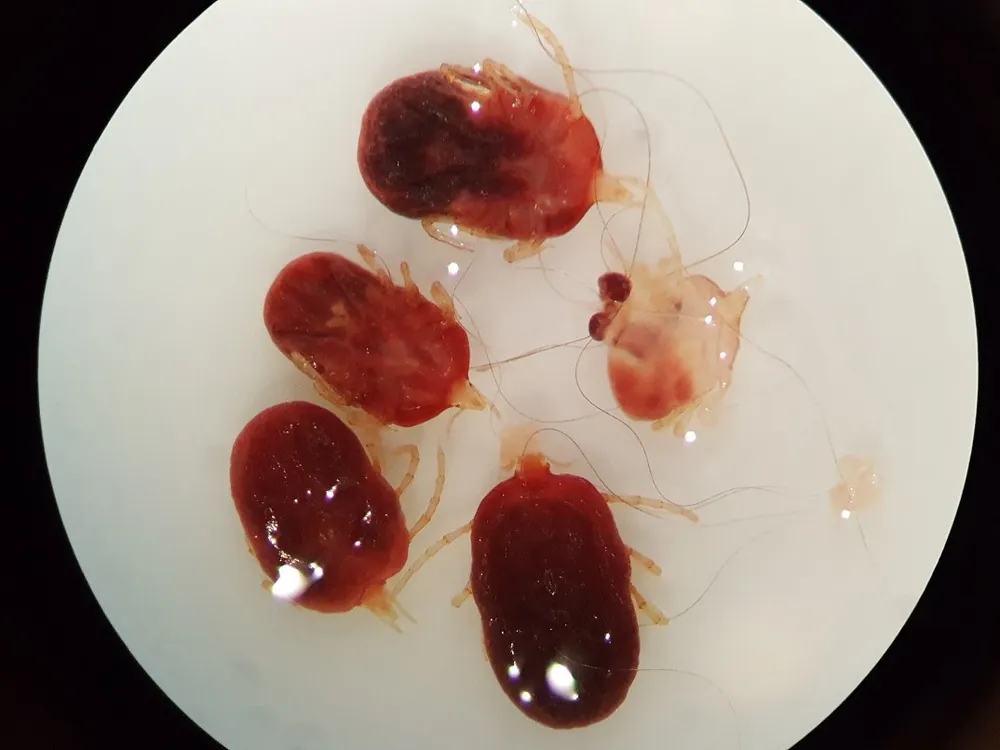 Bat ticks (Ornithodoros) under a microscope. These parasites primarily feed on bats and were collected from bats roosting beneath a Mayan Temple in Belize. Very little is known about these ticks and many species are unknown to science. (Kelly Speer)