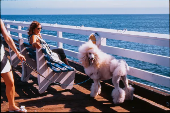 The weekend at Malibu Beach thumbnail