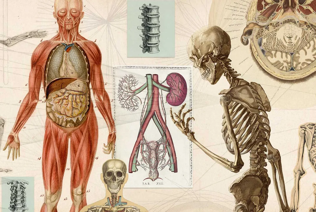 Britons clueless about which bones make up human body, claims