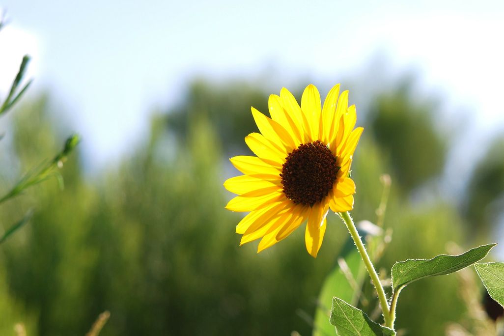 wild sunflower