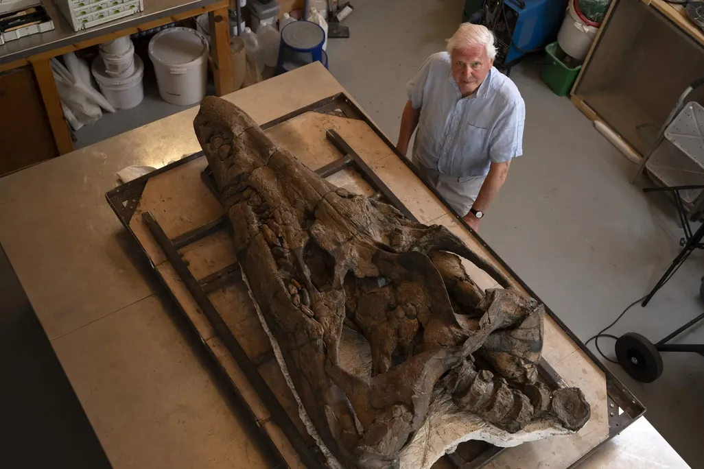 skull the length of a human sits on a large workshop table with a man standing next to it looking up at camera