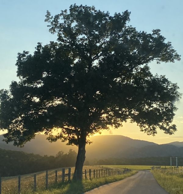 An evening picture of a beautiful Oak Tree not far from my home. thumbnail