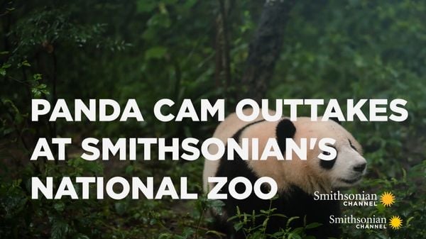 Preview thumbnail for Top Ten Panda Cam Outtakes At Smithsonian's National Zoo