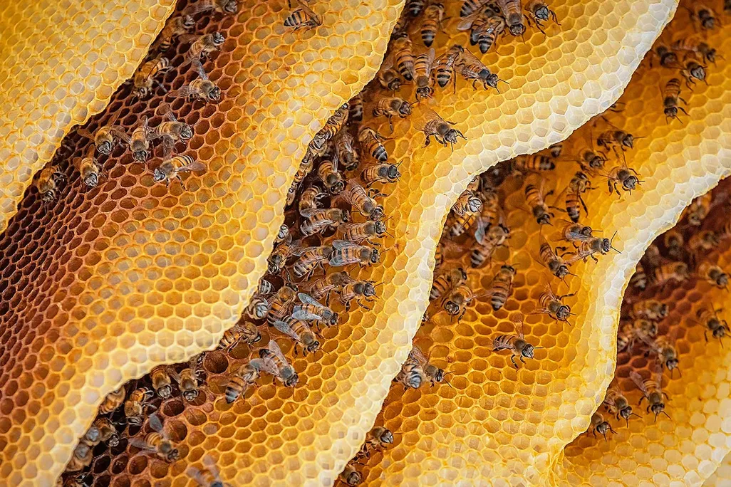 Bees With Honey