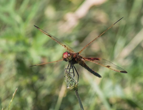 A Calico Pennant dragonfly with an outsize "personality." thumbnail