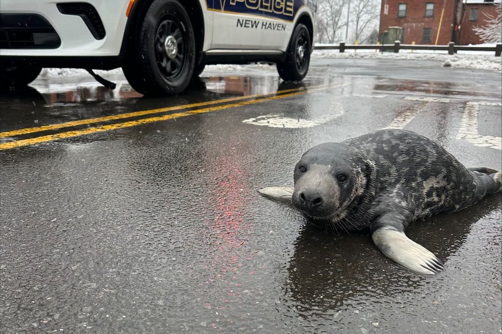baby seal in front of police car