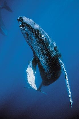 Humpback Whale