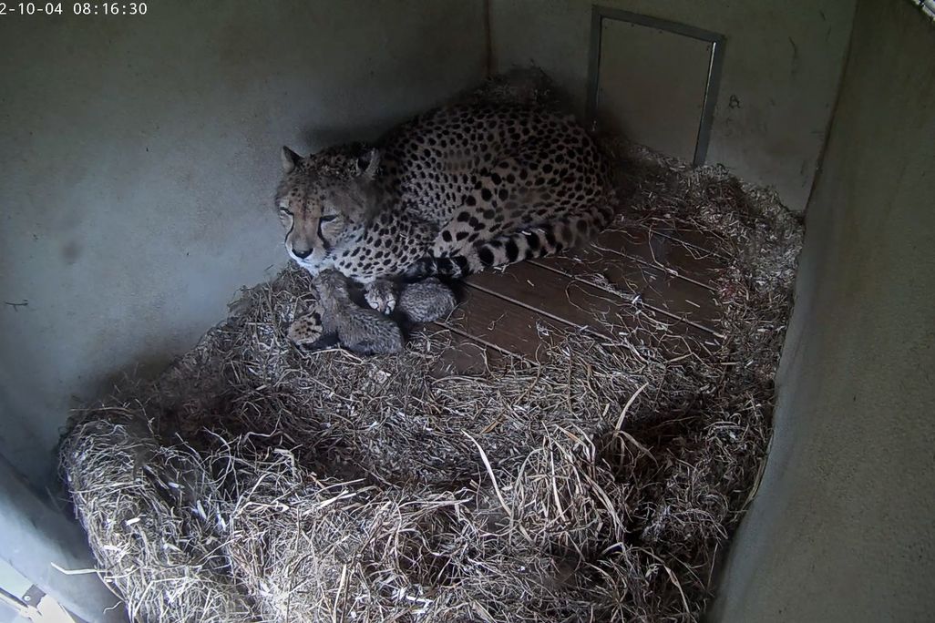 A mother cheetah with her two cubs in captivity.