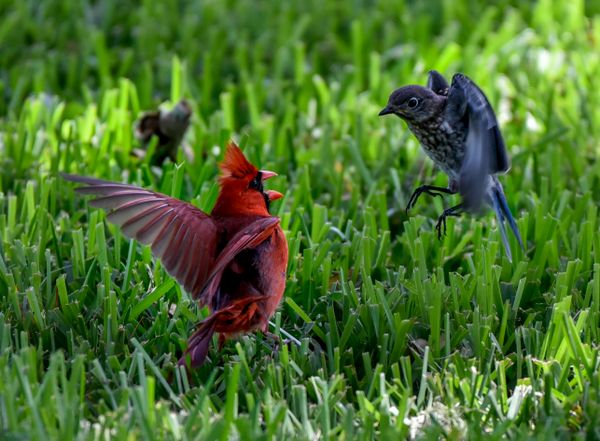 Juvenile Bluebird versus Male Cardinal thumbnail