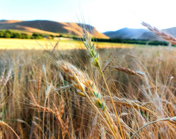 The wheat fields of my city's farms thumbnail