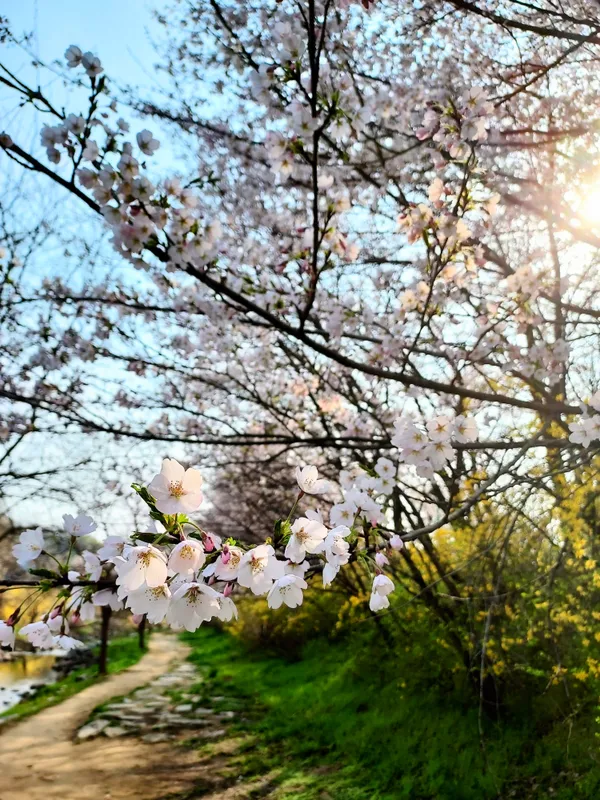 Cherry Blossoms Glow at Golden Hour thumbnail