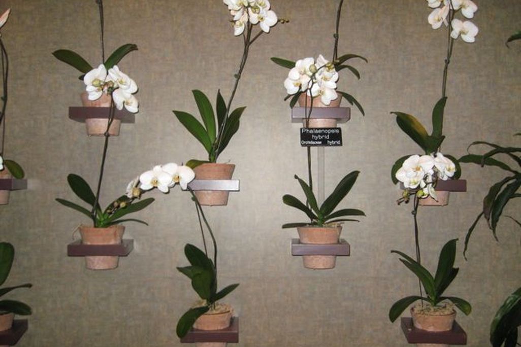 orchid_darwin_museum.jpg