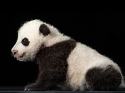 Bao Bao