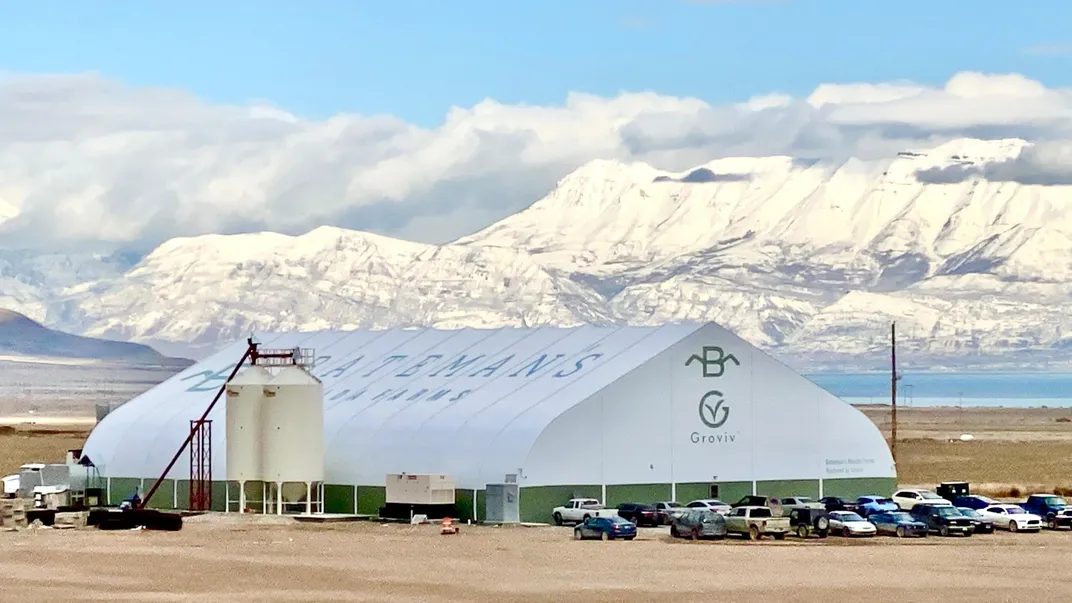 Could Indoor Vertical Farms Feed Livestock?