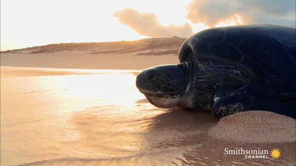 Preview thumbnail for A Hunting Ban Is Finally Helping Green Sea Turtles Thrive