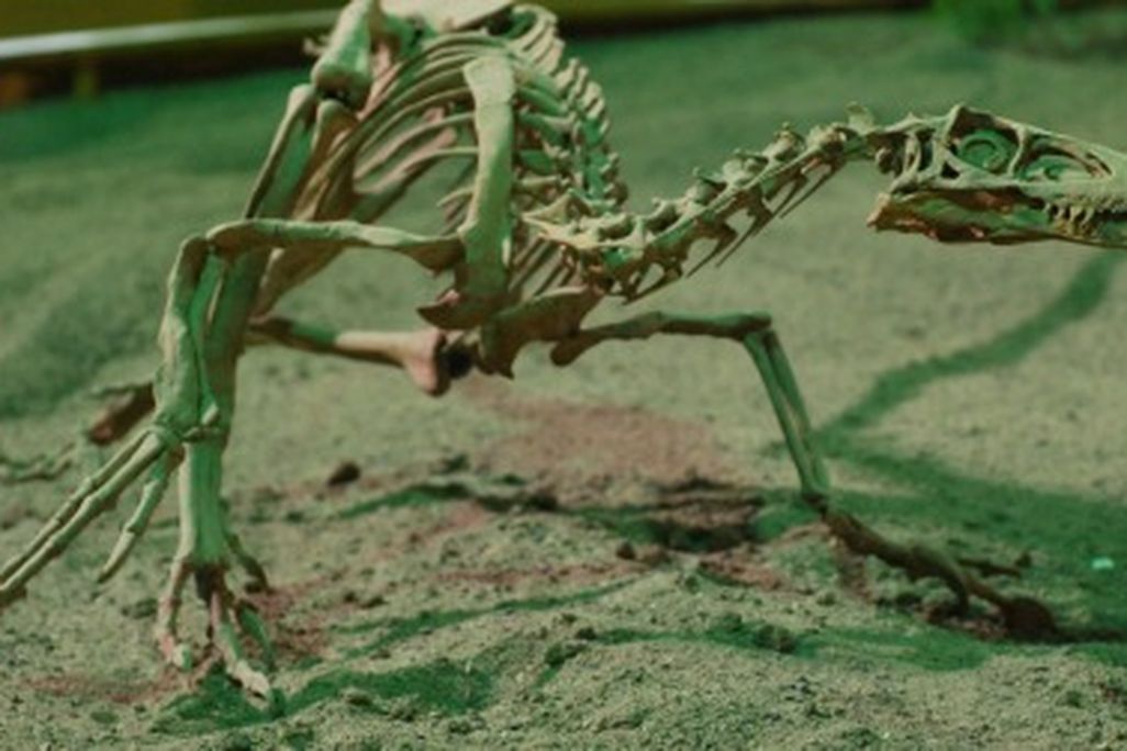 Velociraptor