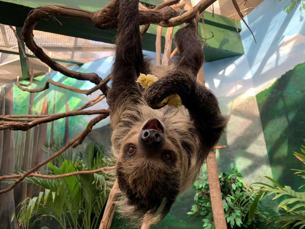 Will Love Bloom Between Two Sloths at the National Zoo? | Smart News|  Smithsonian Magazine