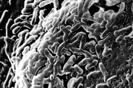 At the bottom of the Mariana Trench, nearly eight miles below the ocean’s surface, abundant communities of bacteria thrive.