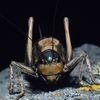 Mormon Crickets Are Creating Havoc in Nevada icon