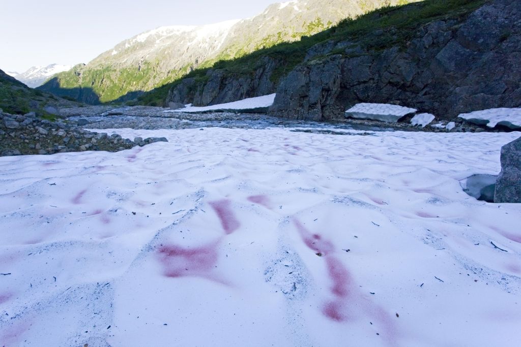 Pink snow in mountains