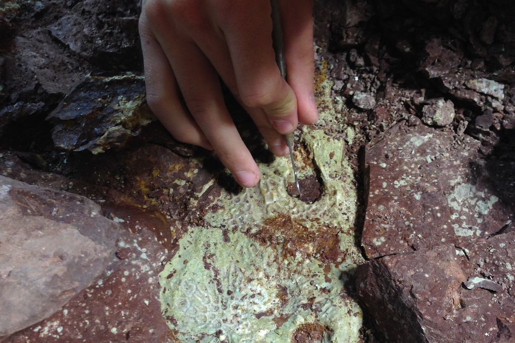 Scientists brushing off a fossil