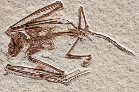 The fossil of Icaronycteris gunnelli