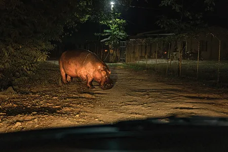 OPENER - A hippo crosses a rural road near Doradal, Colombia. Experts say that left unchecked the hippo population could grow to 1,400 by 2040.